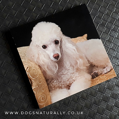 Poodle (White) Magnetic Note Pad Square